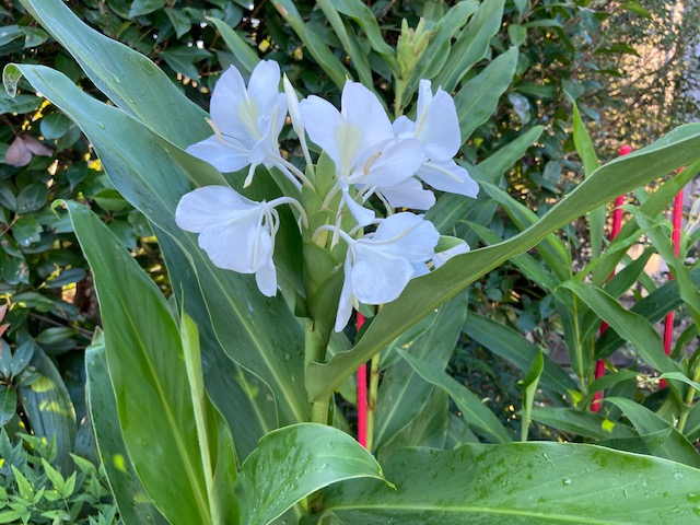 ジンジャーの花が咲きました！