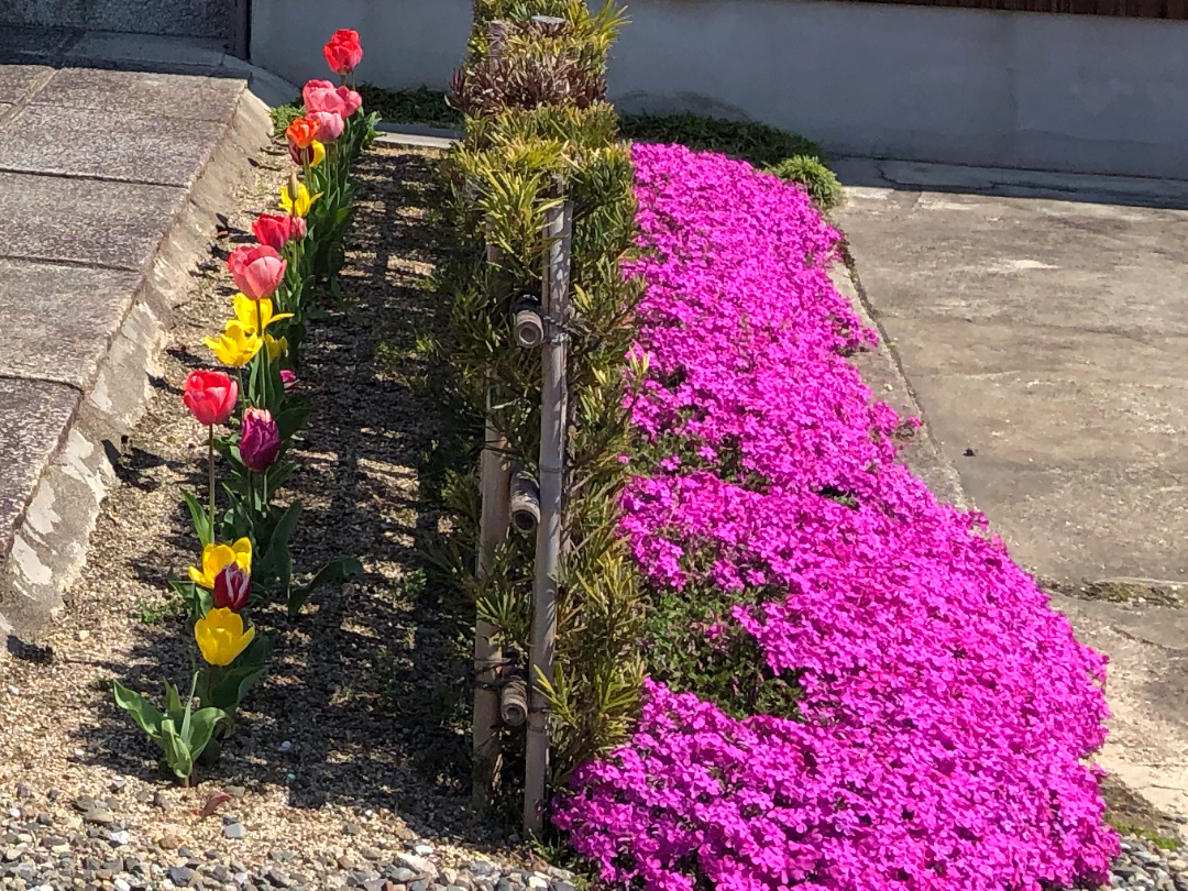 自宅の芝桜が満開！